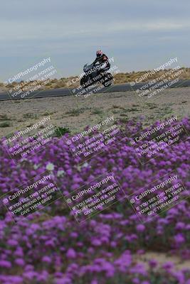 media/Jan-14-2023-SoCal Trackdays (Sat) [[497694156f]]/Turn 14 Exit Bloomig (145pm)/
